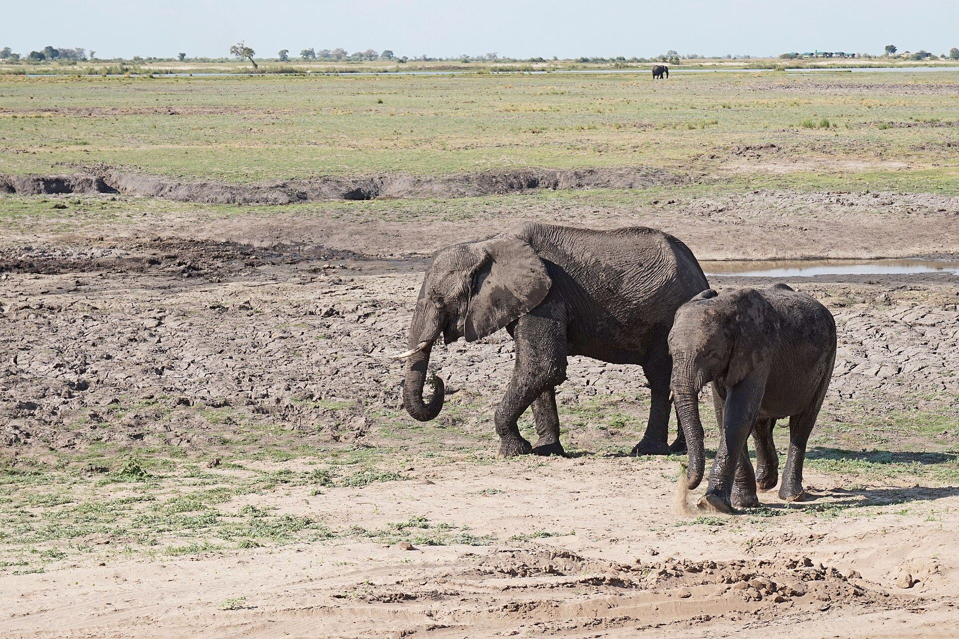 A herd of African elephants in Chobe National Park, Botswana