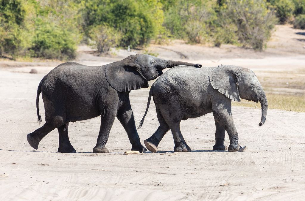 African savanna elephants at the water's edge in Chobe National Park, Botswana