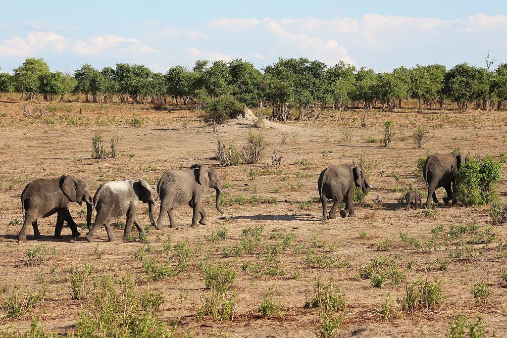 Elephants moving through open woodland in Chobe National Park, Botswana