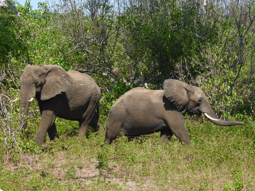 Two elephants moving through green riverine bush