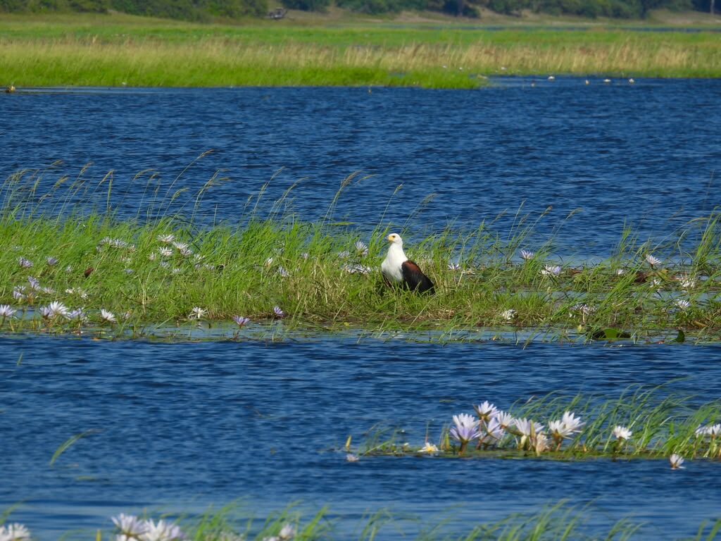 An African fish eagle perched on a grassy island among water lilies on a broad blue river