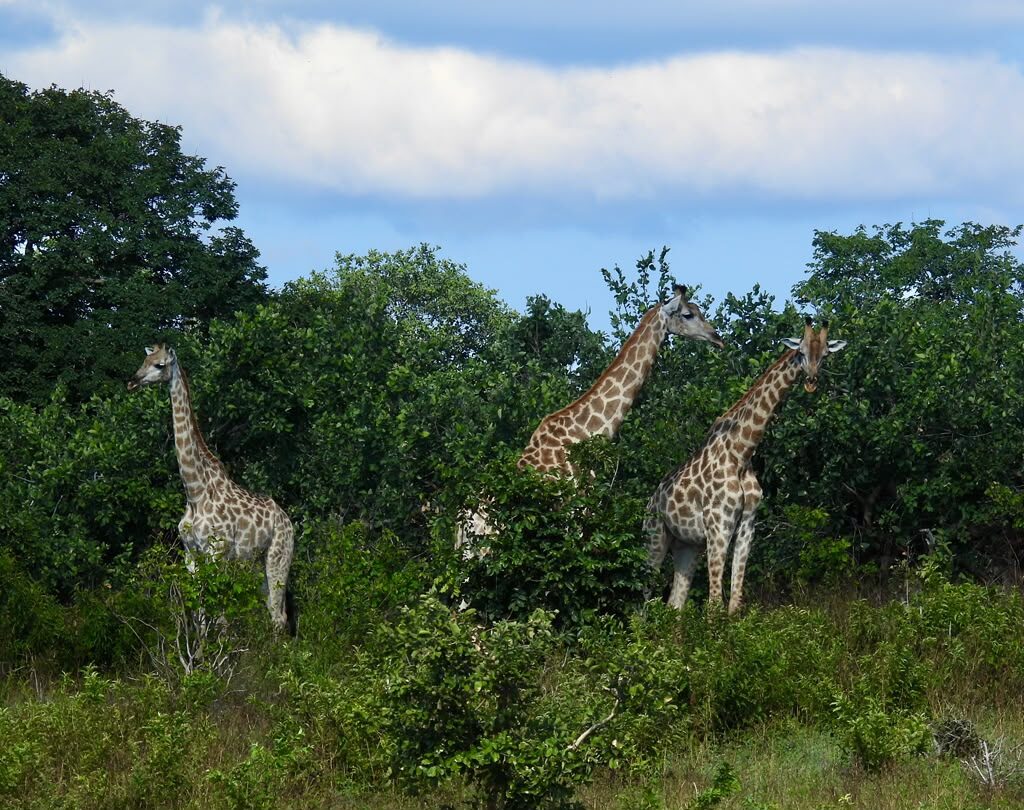 Three giraffes browsing among dense green bush under a bright sky