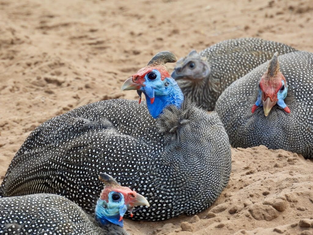 A group of helmeted guineafowl resting on warm sand