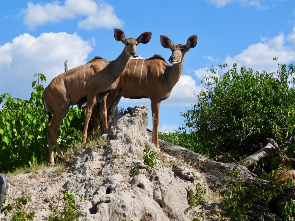 Two kudu standing on a termite mound, looking towards the camera