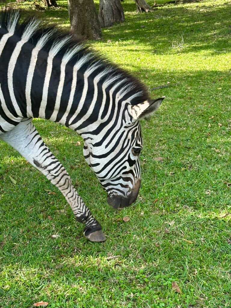 A zebra grazing on green lawn in dappled shade