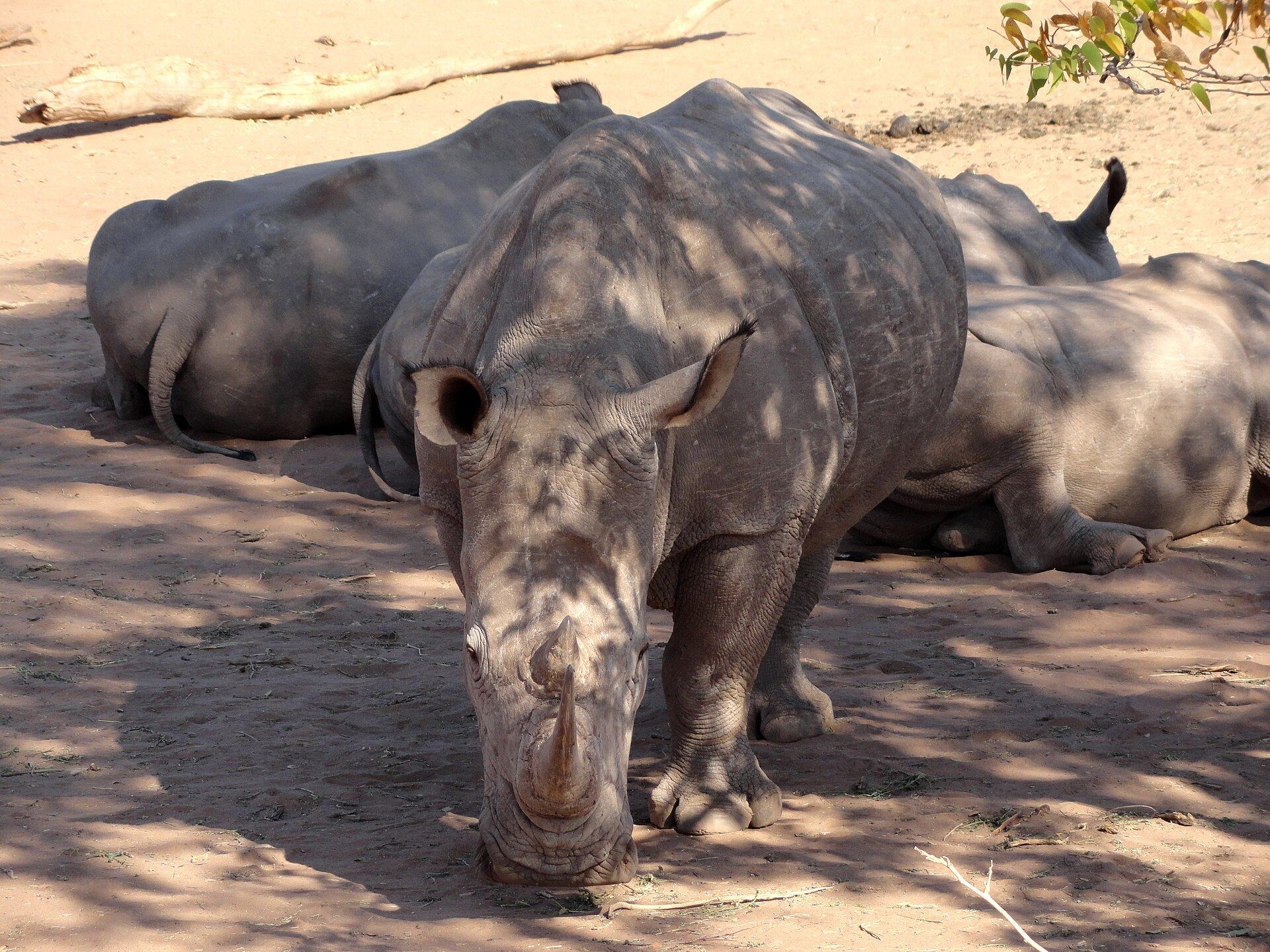White rhinos in Mosi-oa-Tunya National Park near Livingstone, Zambia