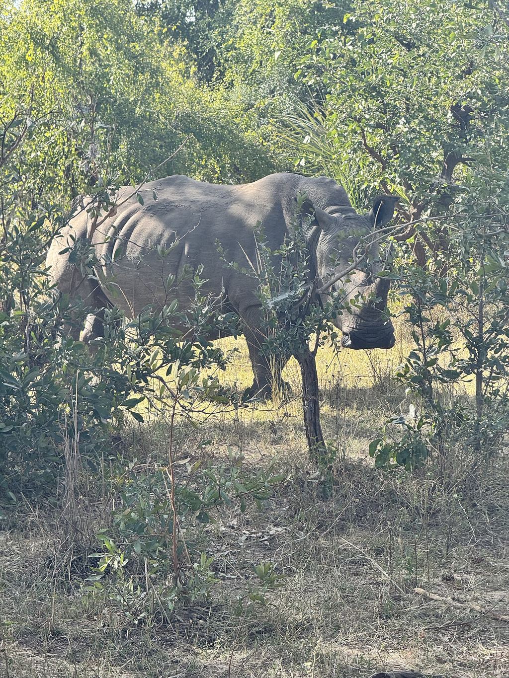 A white rhino grazing in Mosi-oa-Tunya National Park, Zambia