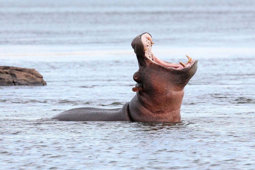 Hippopotamus surfacing in the Zambezi River